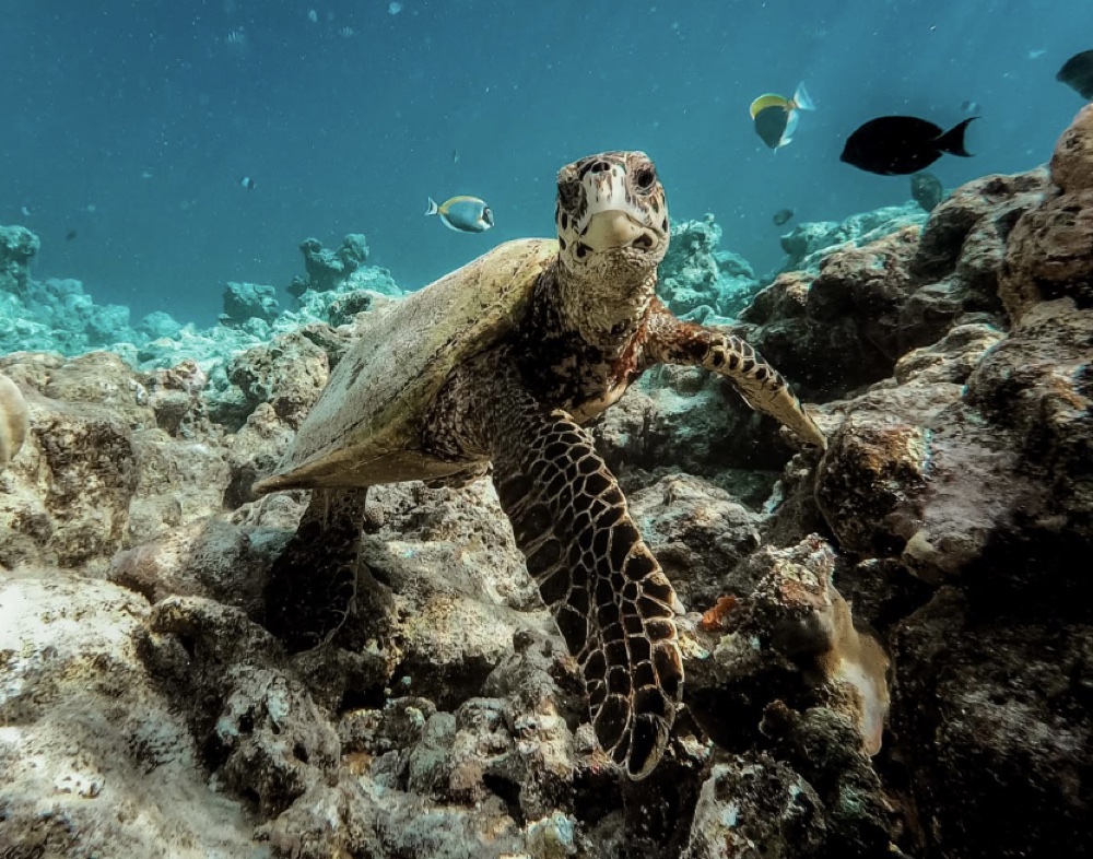 Una tartaruga marina nuota sulla barriera corallina
